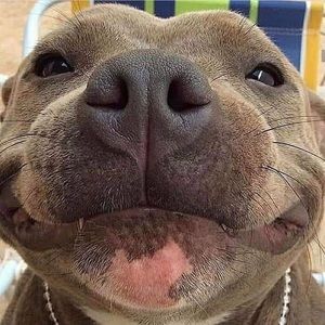 Meet your Posher, Solomon